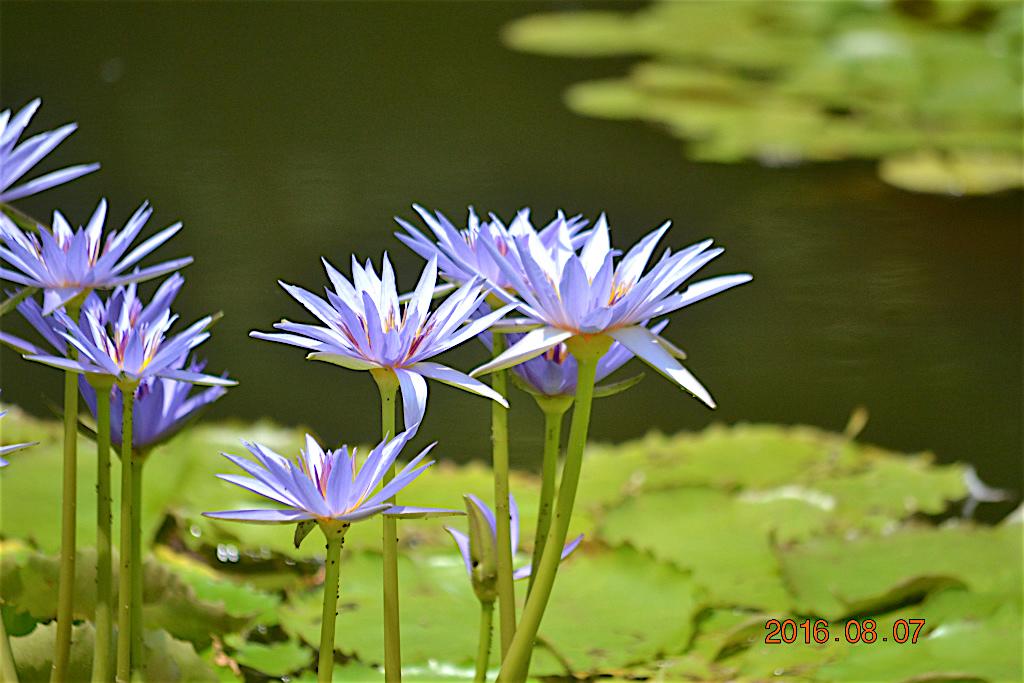 f:id:masatdm1951:20160807131120j:plain