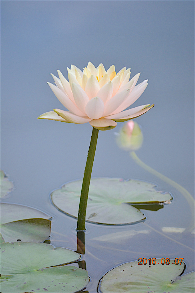 f:id:masatdm1951:20160807131141j:plain