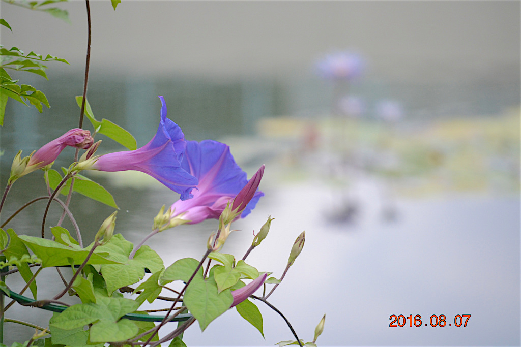 f:id:masatdm1951:20160807131152j:plain