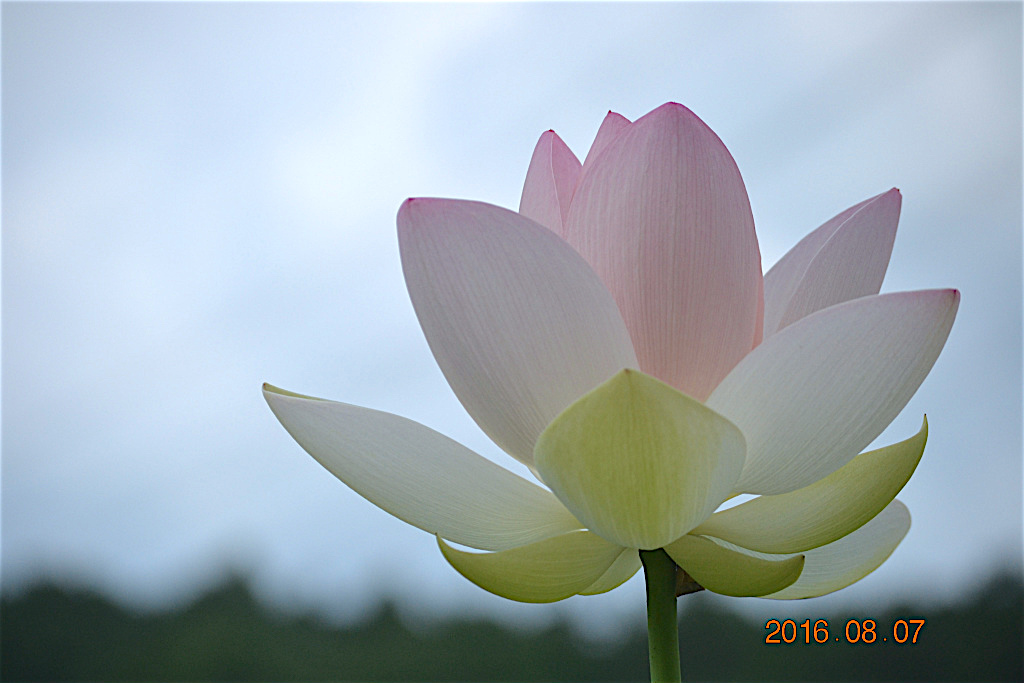 f:id:masatdm1951:20160807131216j:plain