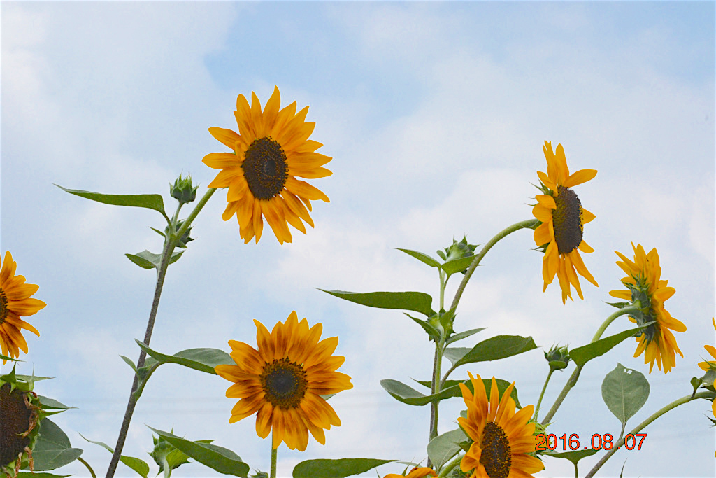 f:id:masatdm1951:20160807131236j:plain