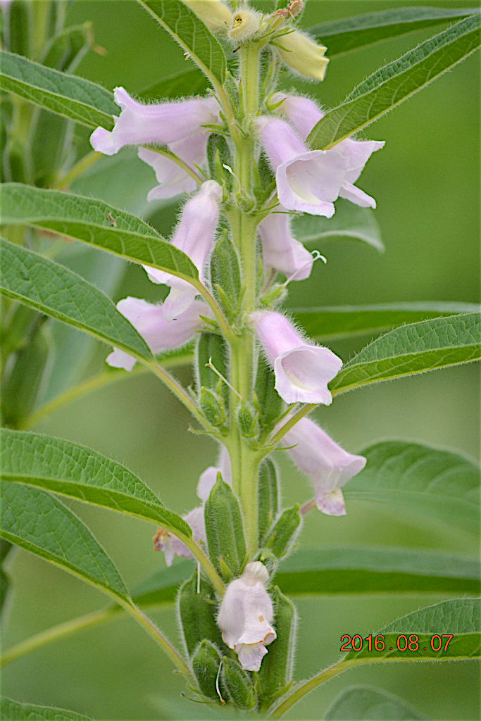 f:id:masatdm1951:20160807131247j:plain