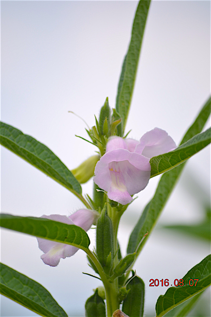 f:id:masatdm1951:20160807131257j:plain