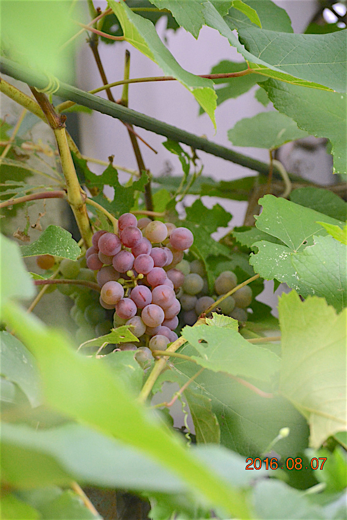 f:id:masatdm1951:20160807131316j:plain