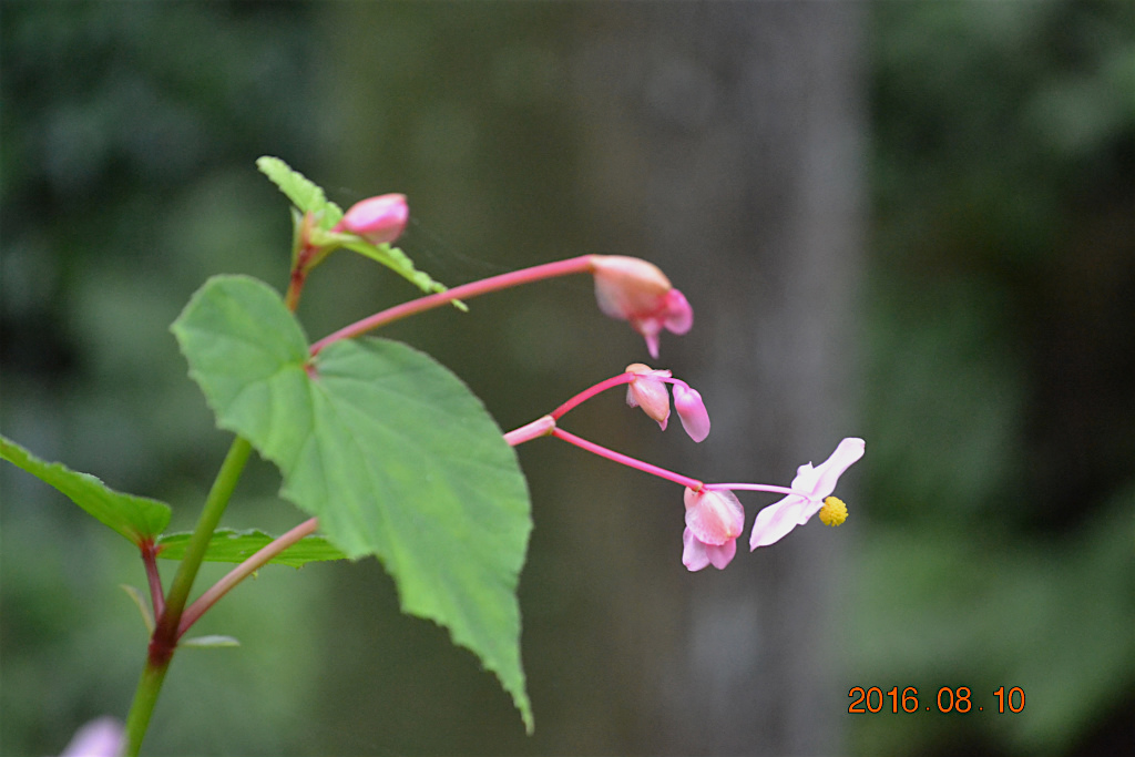 f:id:masatdm1951:20160810170643j:plain