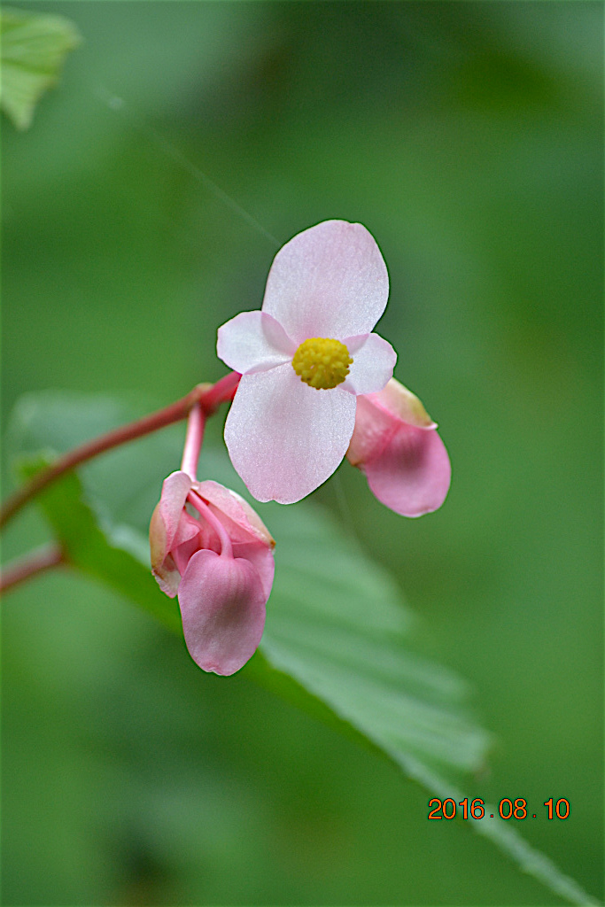 f:id:masatdm1951:20160810170703j:plain