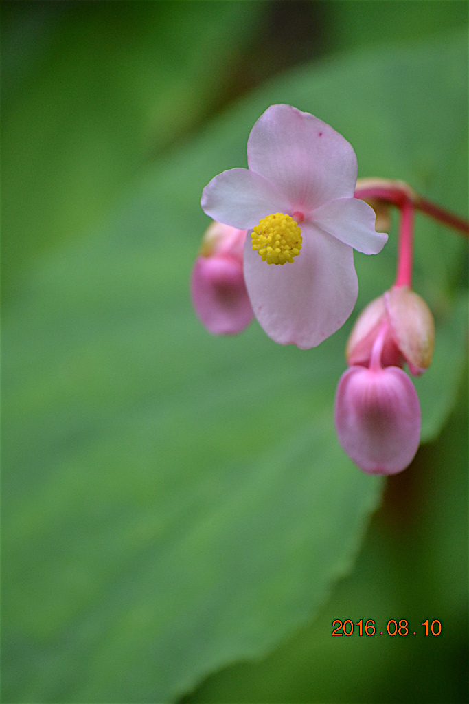 f:id:masatdm1951:20160810170710j:plain