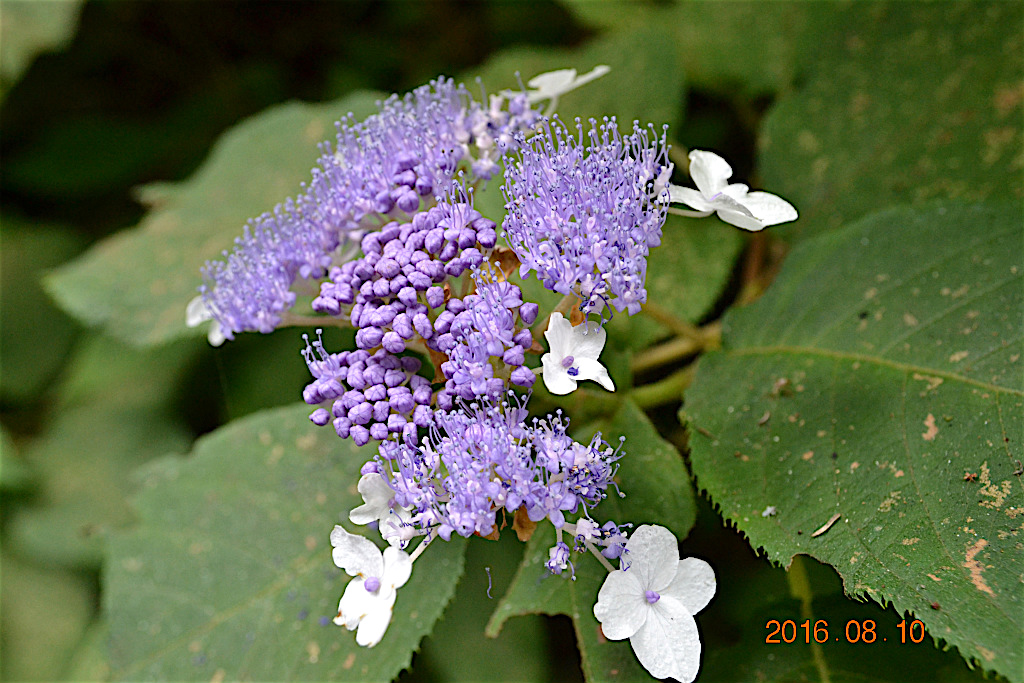 f:id:masatdm1951:20160810170821j:plain