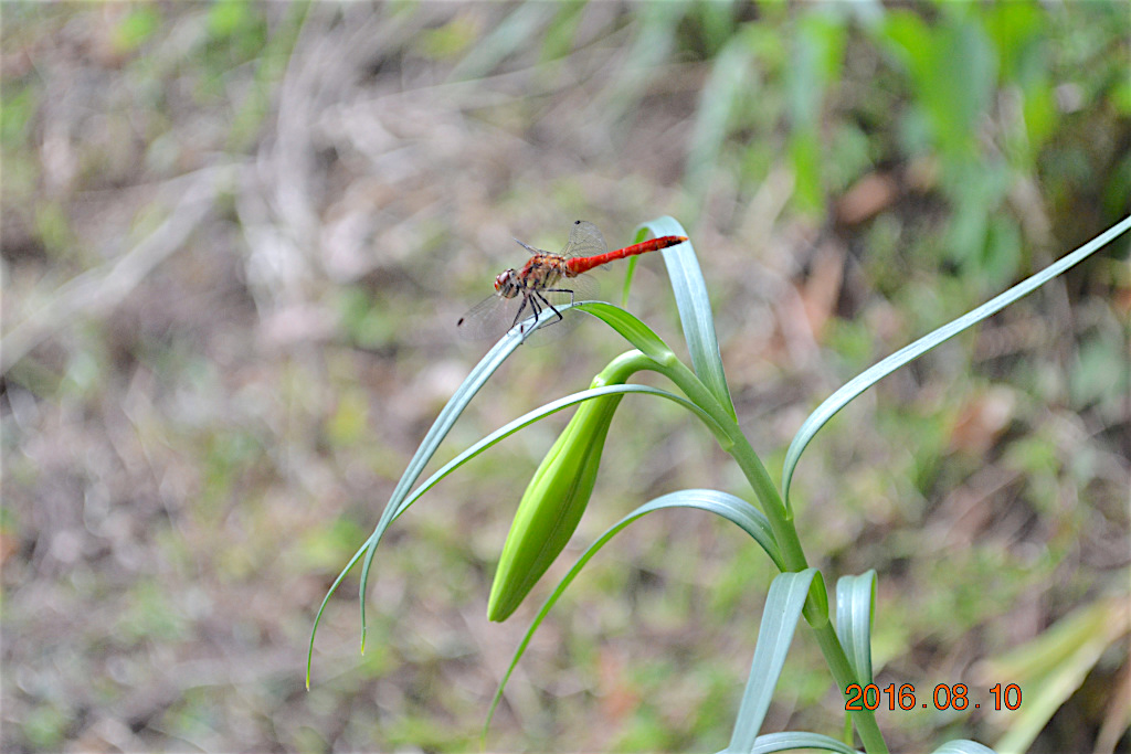 f:id:masatdm1951:20160810170832j:plain