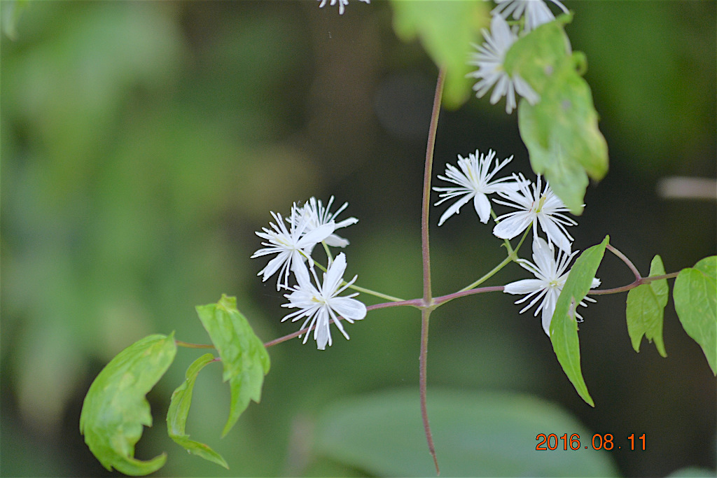 f:id:masatdm1951:20160811172122j:plain f:id:masatdm1951:20160811172122j:plain