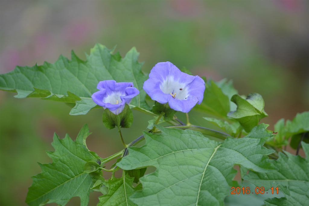 f:id:masatdm1951:20160811173701j:plain f:id:masatdm1951:20160811173701j:plain