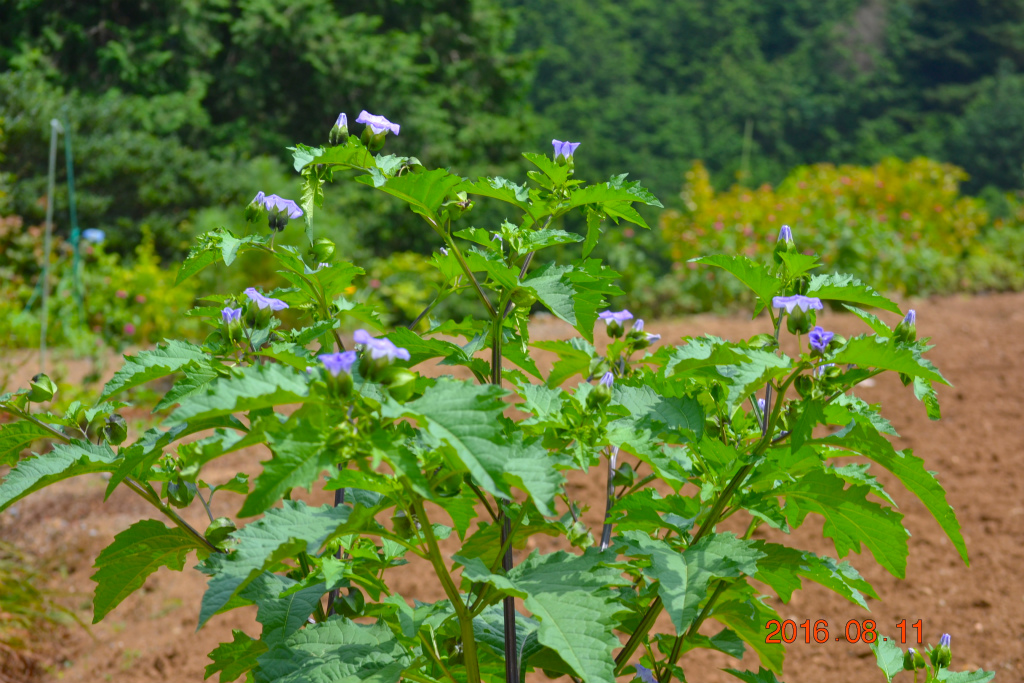 f:id:masatdm1951:20160811173718j:plain f:id:masatdm1951:20160811173718j:plain