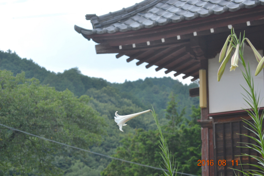 f:id:masatdm1951:20160811175010j:plain f:id:masatdm1951:20160811175010j:plain