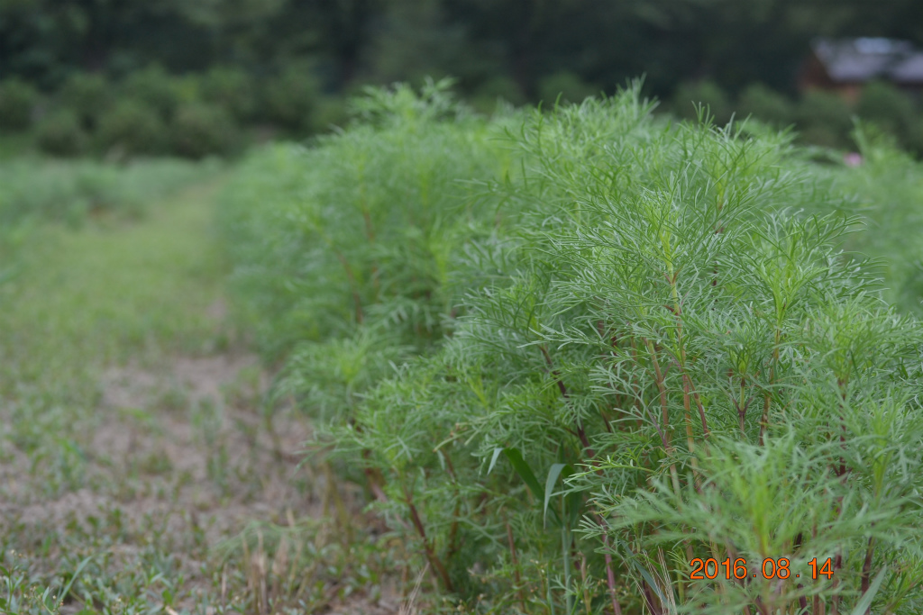 f:id:masatdm1951:20160814204327j:plain