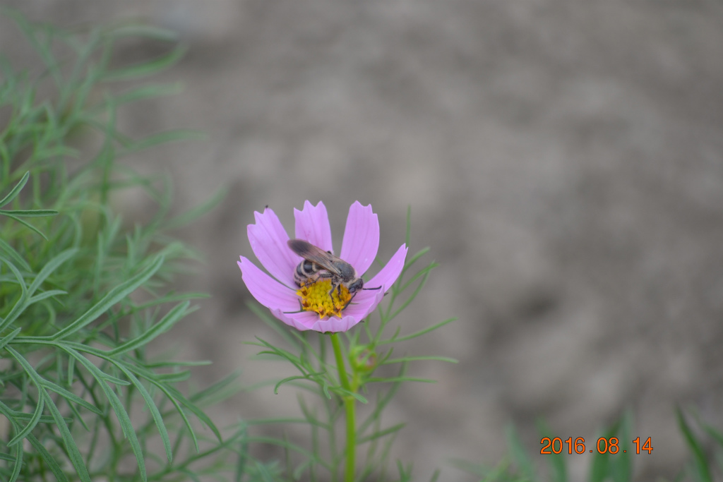 f:id:masatdm1951:20160814204446j:plain