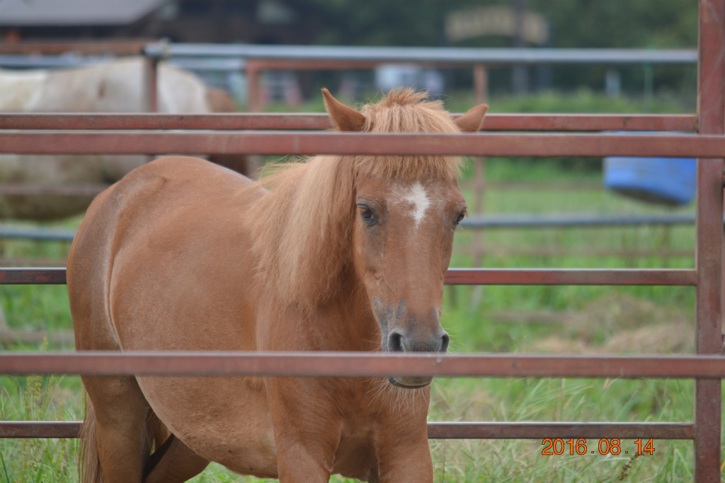 f:id:masatdm1951:20160814204745j:plain