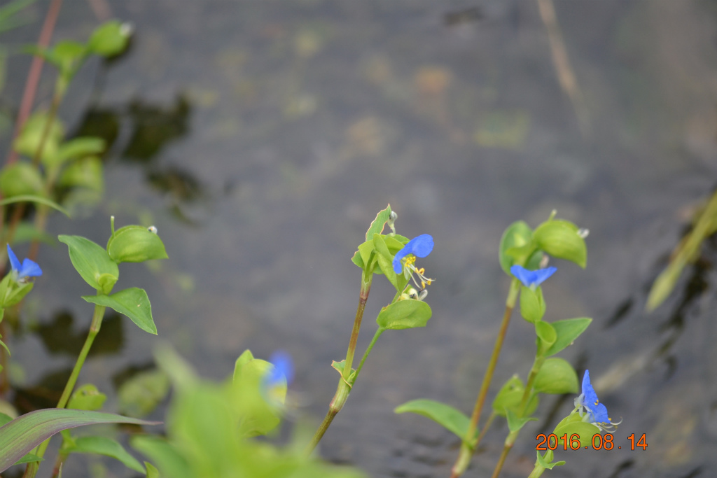 f:id:masatdm1951:20160814204803j:plain