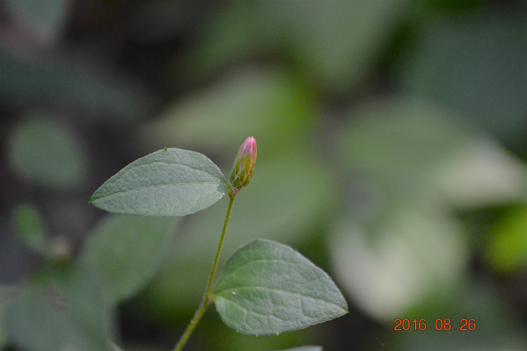 f:id:masatdm1951:20160826142645j:plain f:id:masatdm1951:20160826142645j:plain