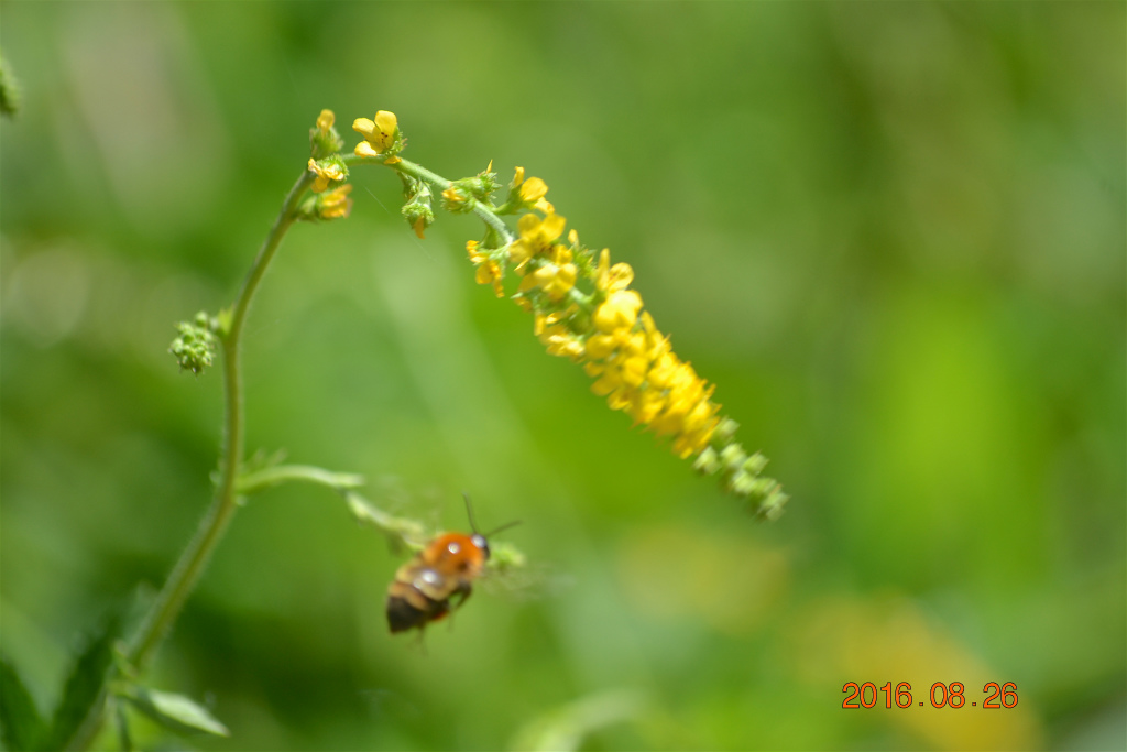 f:id:masatdm1951:20160826142836j:plain f:id:masatdm1951:20160826142836j:plain