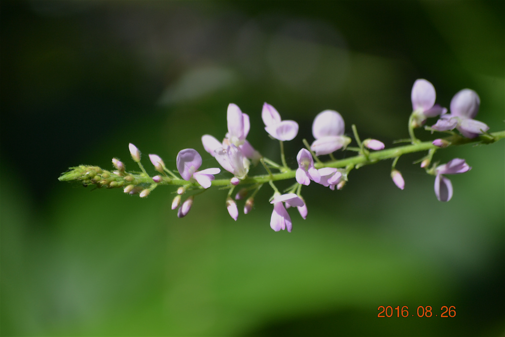 f:id:masatdm1951:20160826142906j:plain f:id:masatdm1951:20160826142906j:plain