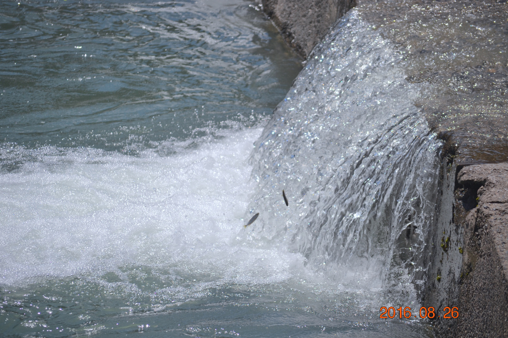 f:id:masatdm1951:20160826143114j:plain f:id:masatdm1951:20160826143114j:plain