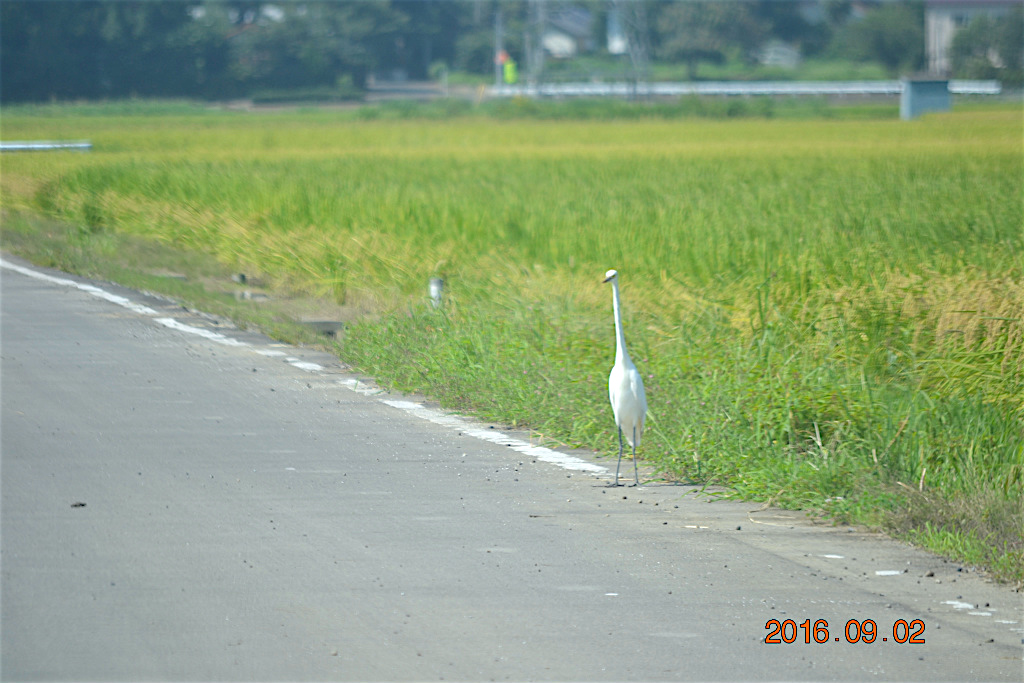 f:id:masatdm1951:20160902132634j:plain