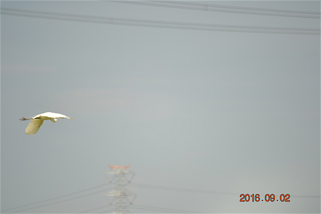 f:id:masatdm1951:20160902132647j:plain