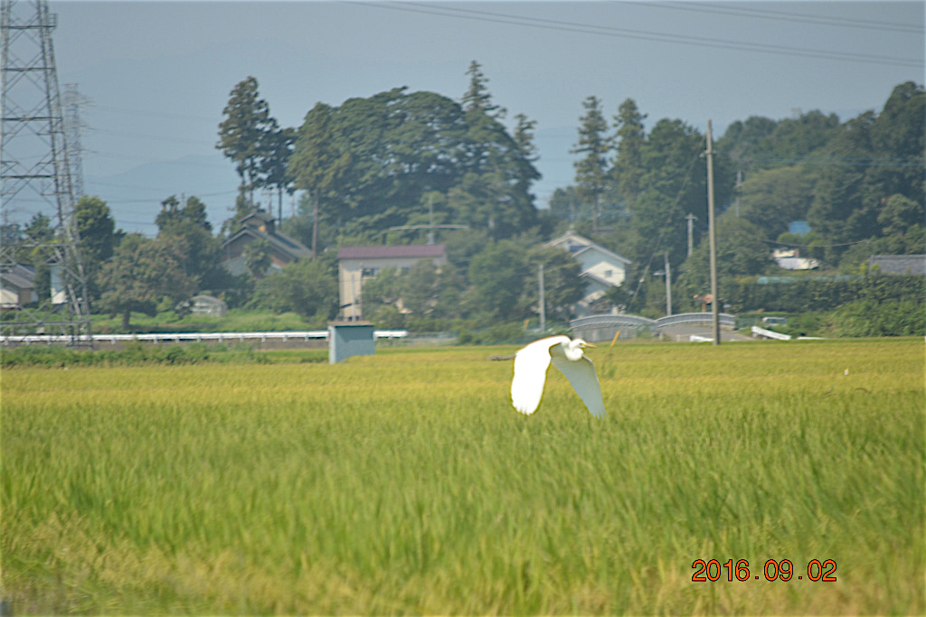 f:id:masatdm1951:20160902132701j:plain