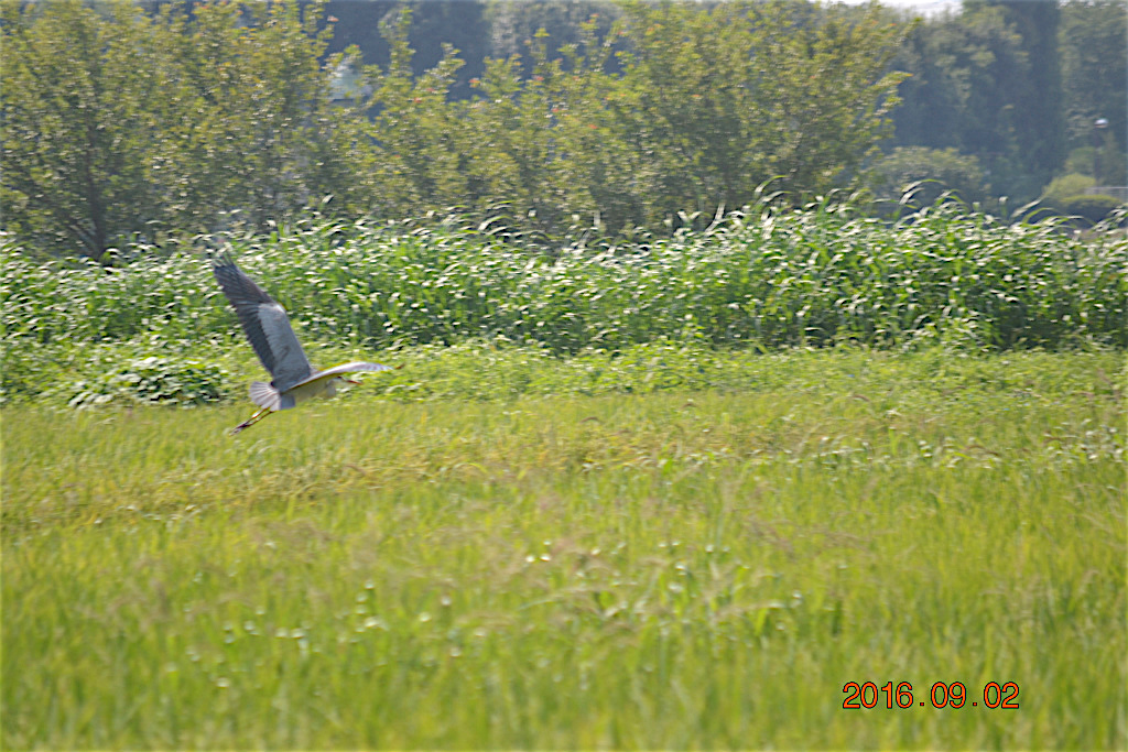 f:id:masatdm1951:20160902132808j:plain