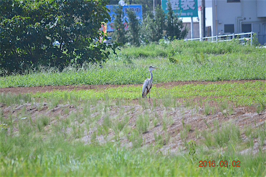 f:id:masatdm1951:20160902132829j:plain