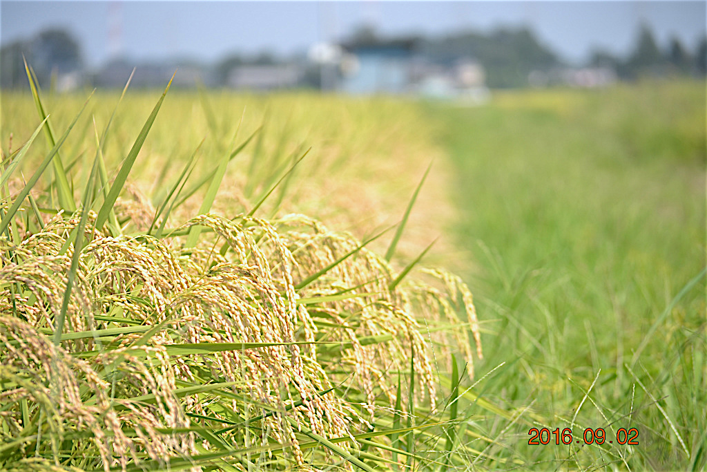 f:id:masatdm1951:20160902133146j:plain