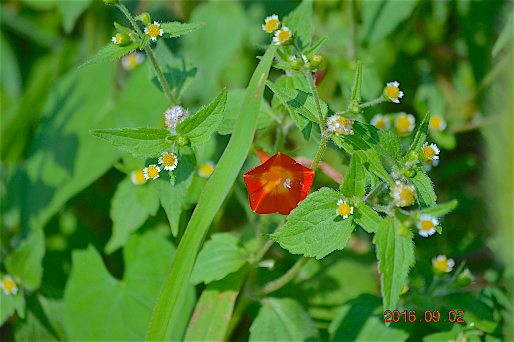 f:id:masatdm1951:20160902133544j:plain