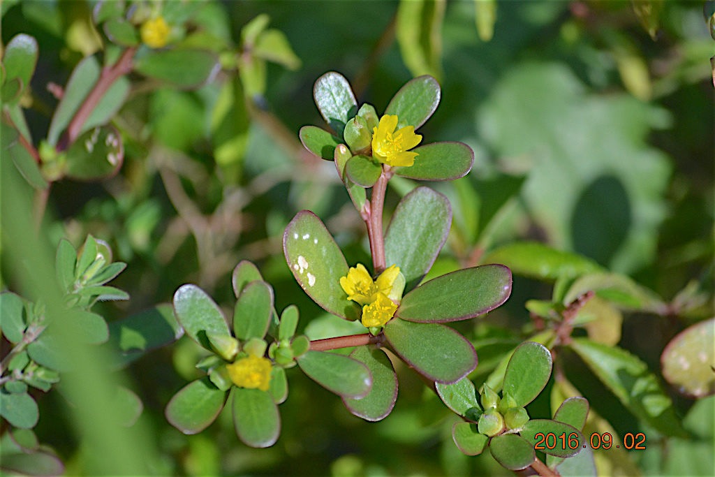 f:id:masatdm1951:20160902133558j:plain