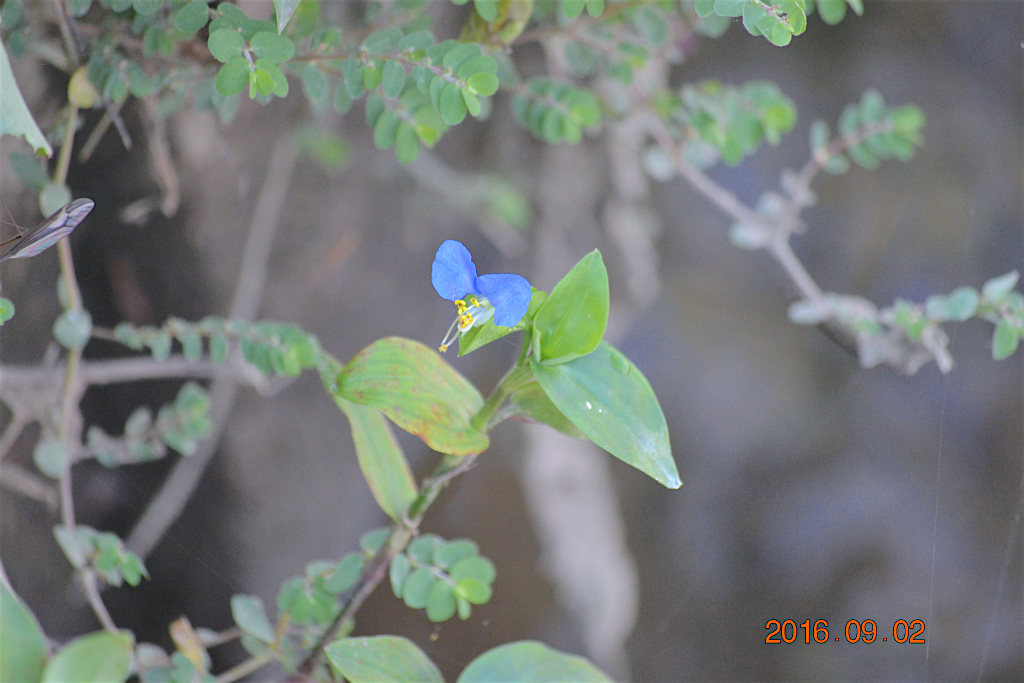 f:id:masatdm1951:20160902133609j:plain