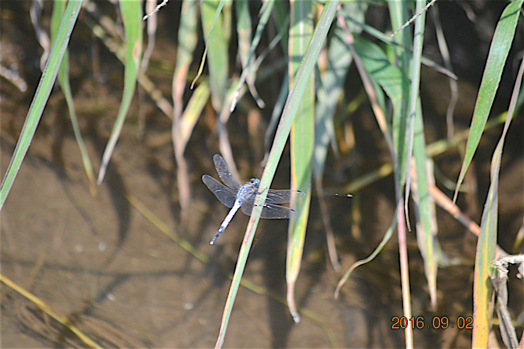 f:id:masatdm1951:20160902133626j:plain