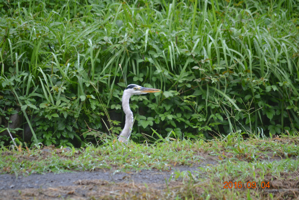 f:id:masatdm1951:20160904130940j:plain