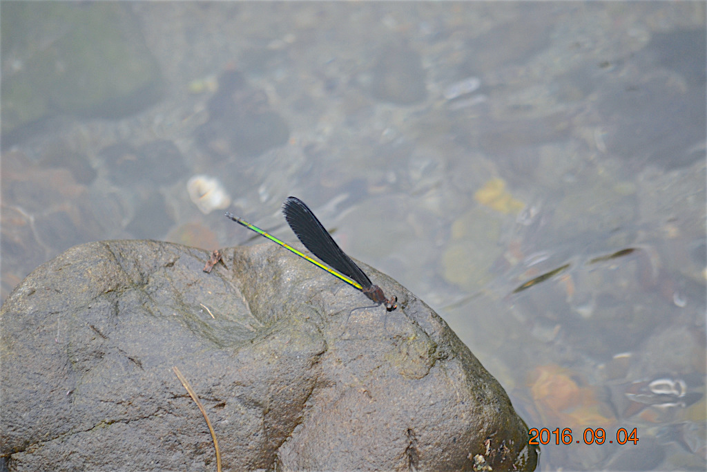 f:id:masatdm1951:20160904131000j:plain