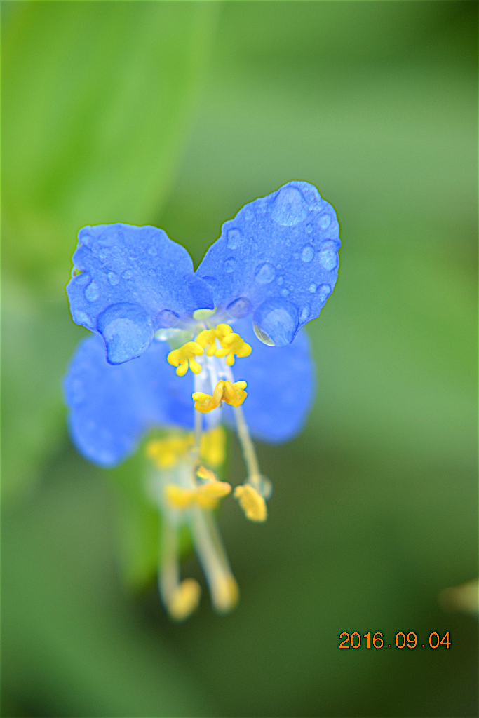 f:id:masatdm1951:20160904131023j:plain