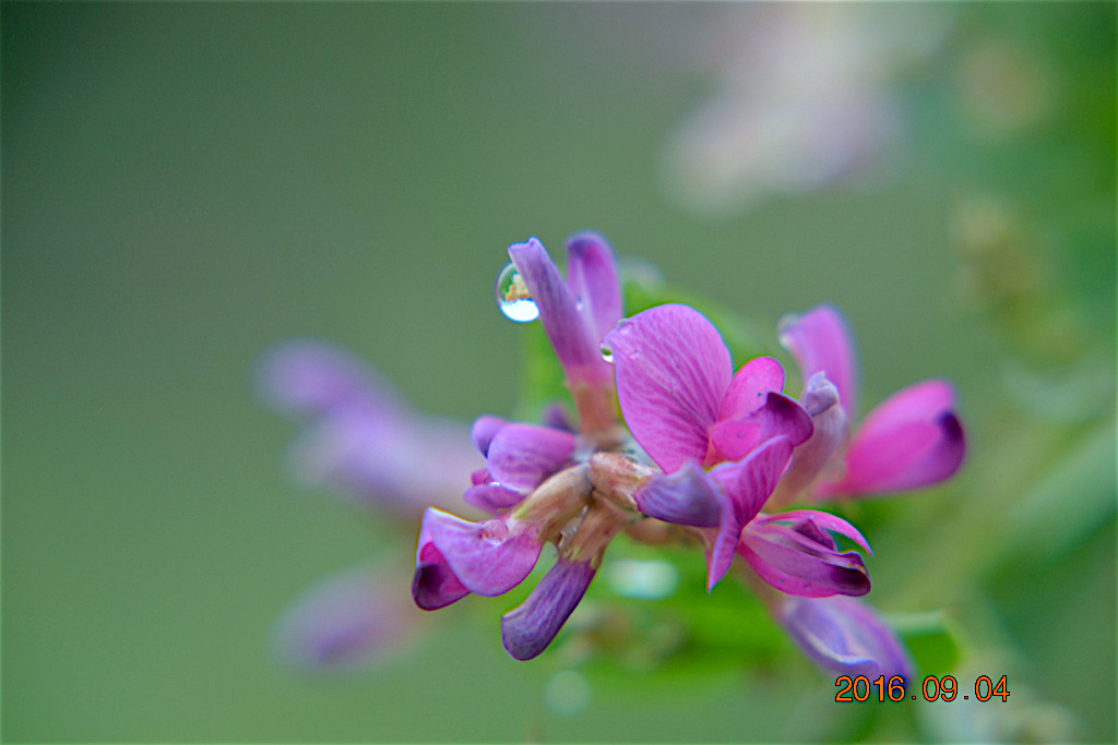 f:id:masatdm1951:20160904131048j:plain