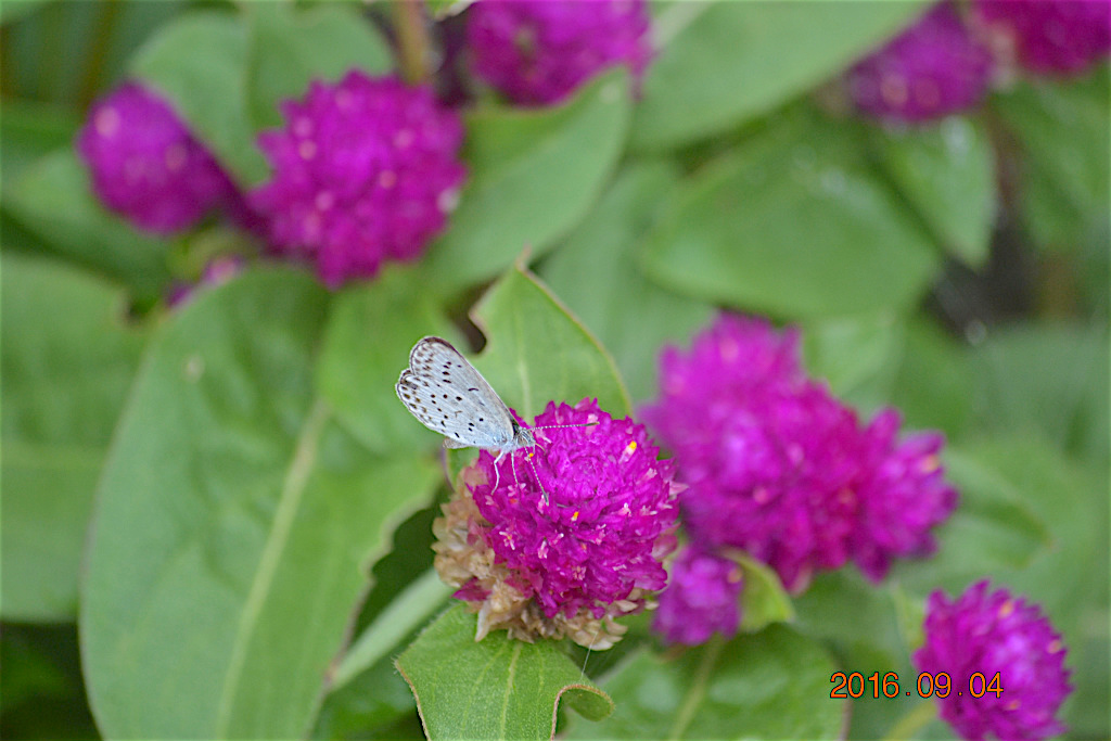 f:id:masatdm1951:20160904131106j:plain