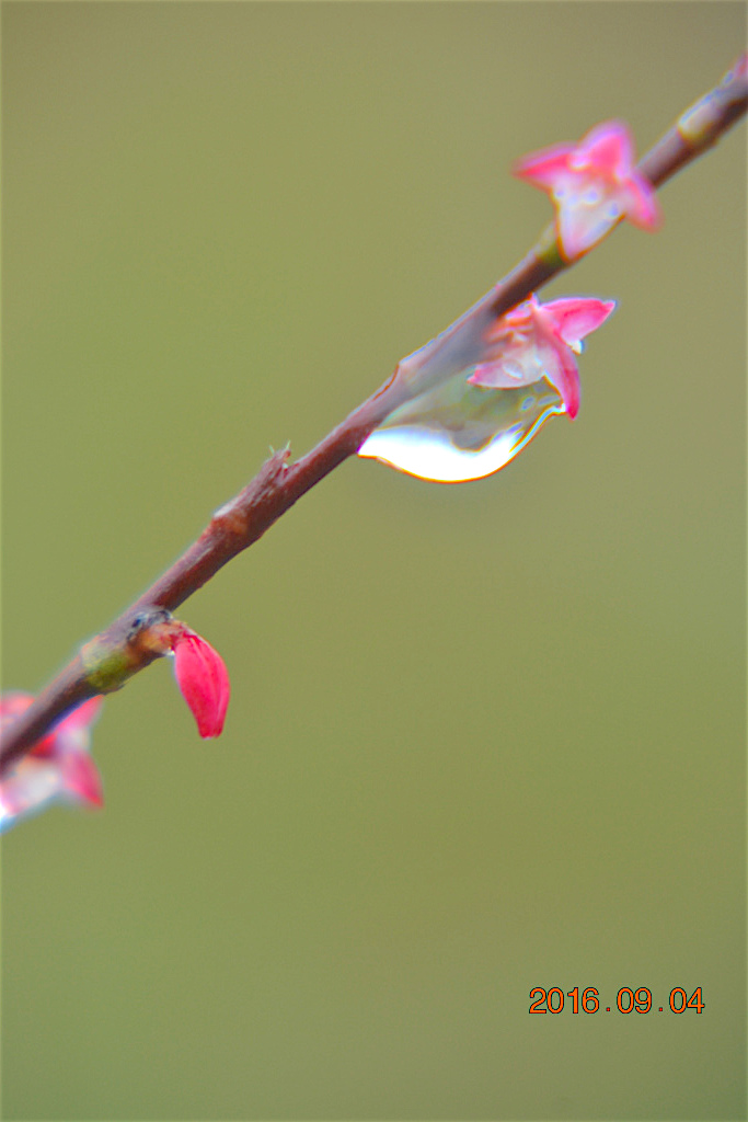 f:id:masatdm1951:20160904131141j:plain