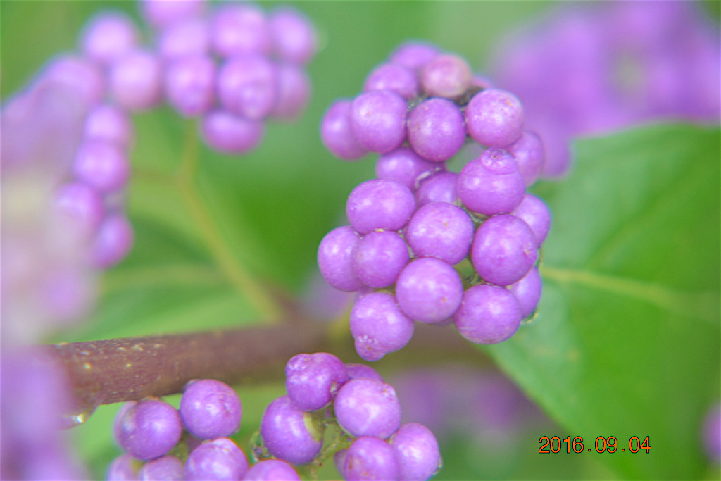 f:id:masatdm1951:20160904131232j:plain