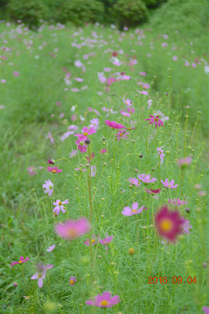 f:id:masatdm1951:20160904131315j:plain