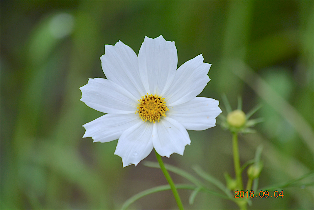 f:id:masatdm1951:20160904131359j:plain