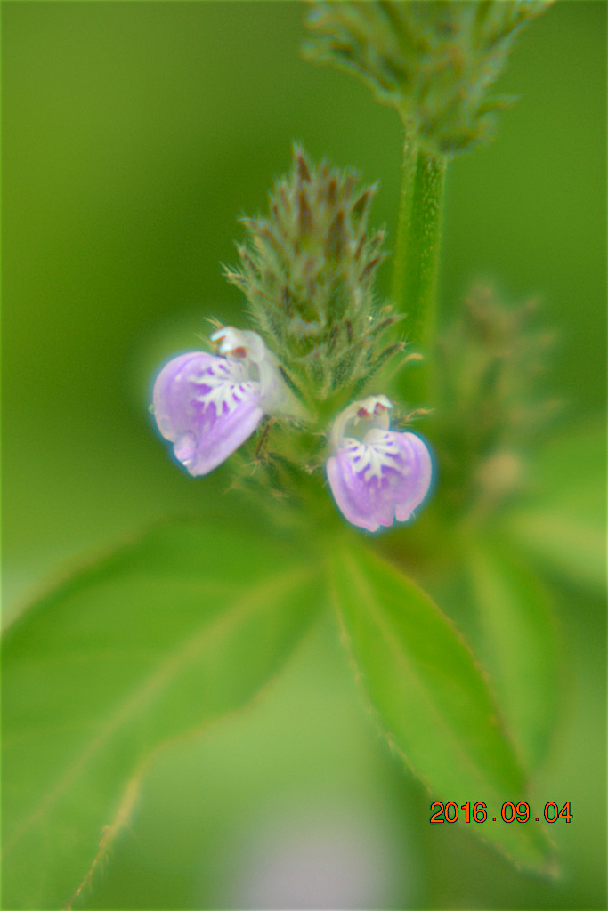 f:id:masatdm1951:20160904131501j:plain