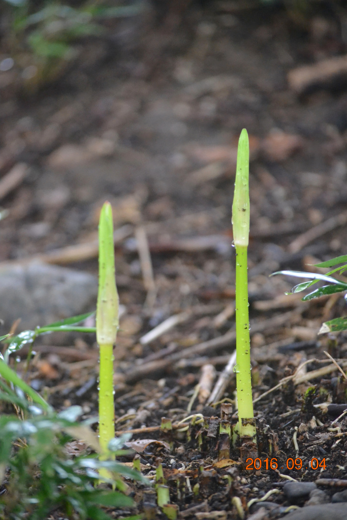 f:id:masatdm1951:20160904131511j:plain