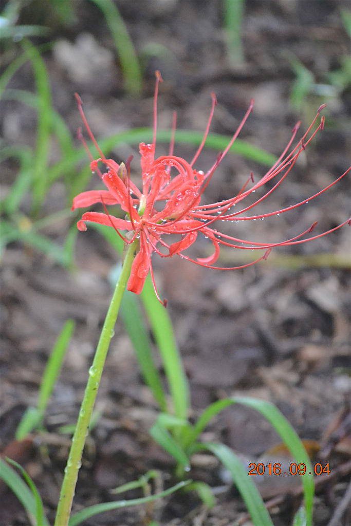 f:id:masatdm1951:20160904131523j:plain