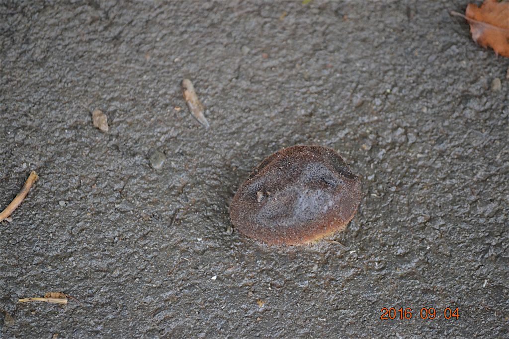 f:id:masatdm1951:20160904131535j:plain