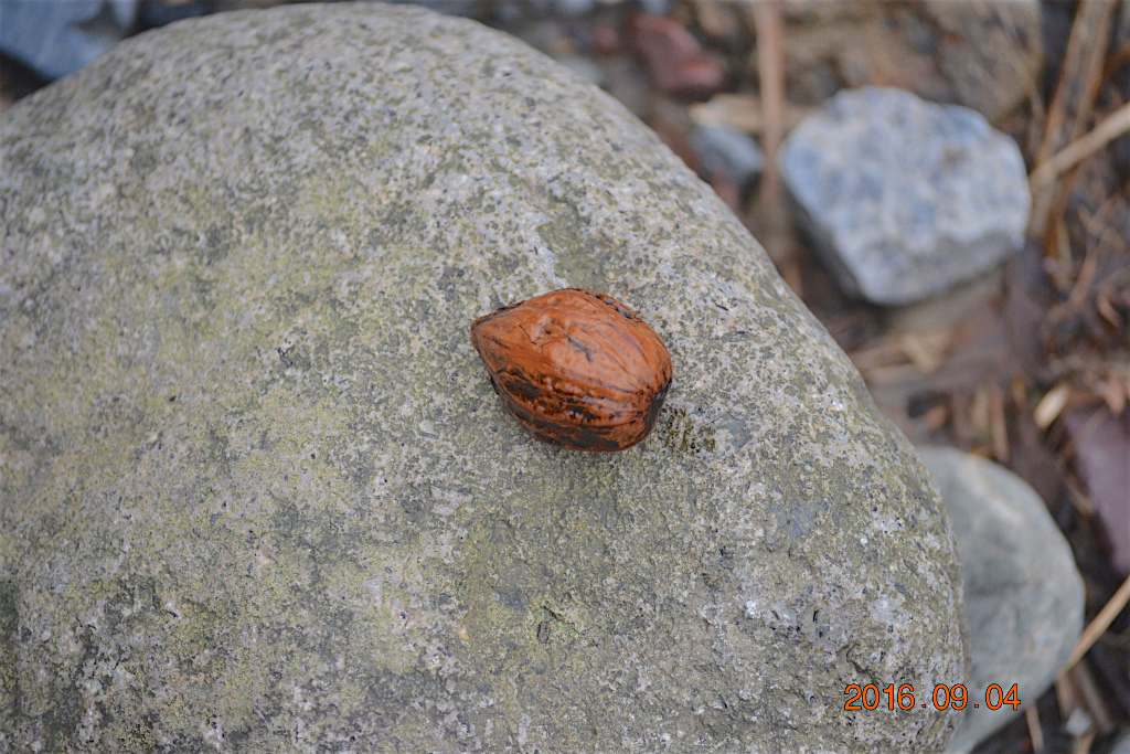 f:id:masatdm1951:20160904131546j:plain