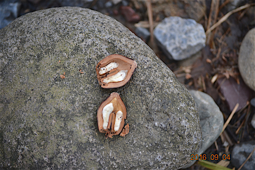 f:id:masatdm1951:20160904131553j:plain